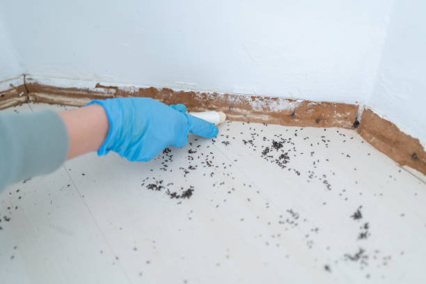 Best Termite Inspection and Treatment  in Village Of Oak Creek, AZ